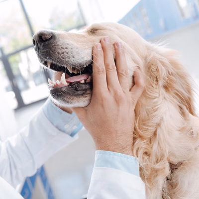Pet Dental Care