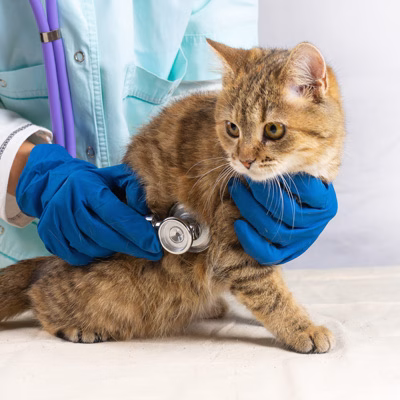 Pet Diagnostics