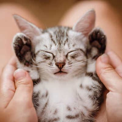 Preventative Veterinary Care