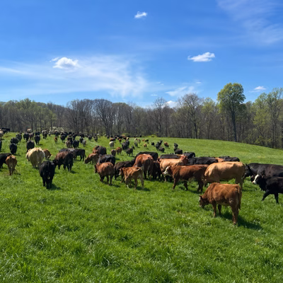 Large animal veterinary services in southwest Indiana